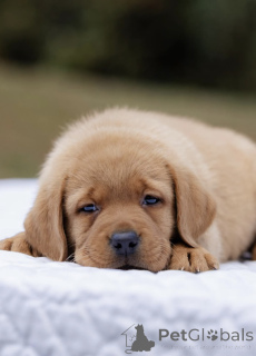 Фото №3. Щенок рыжего лабрадора, 10 недель, готов к обнимашкам.  Великобритания