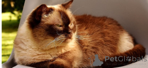 Фото №1.  - купить в Бернбург за 41745₽. Объявление №162085