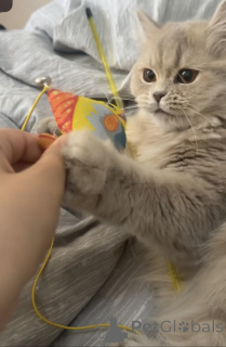 Фото №3. Кот. Грузия