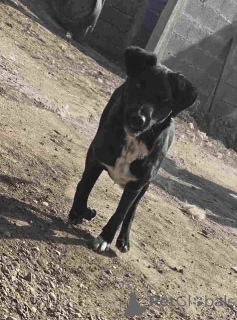 Фото №2 к объявлению №157353 о продаже беспородную - купить в Сербии 