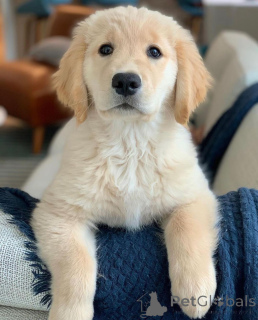 Фото №2 к объявлению №142830 о продаже золотистого ретривера - купить в Австрии заводчик