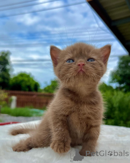 Фото №1. британская короткошёрстная - купить в Берлине за договорная. Объявление №167322