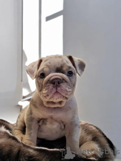 Фото №3. Английские бульдоги уже готовы.  Германия