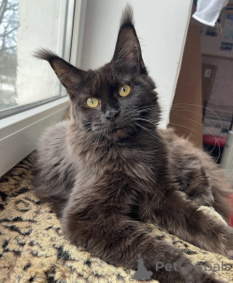 Фото №1. мейн-кун - купить в Баден-Бадене за 91839₽. Объявление №163182