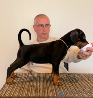 Фото №3. Cute Dachshund puppies.  США