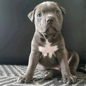 Фото №2 к объявлению №138996 о продаже американского питбультерьера - купить в США заводчик