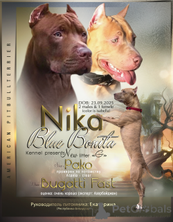 Фото №2 к объявлению №163974 о продаже американского питбультерьера - купить в Азербайджане из питомника, заводчик