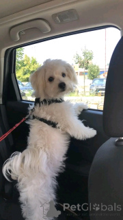 Фото №2 к объявлению №166002 о продаже мальтийскую болонку - купить в Свазиленде 