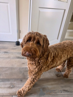 Фото №2 к объявлению №157669 о продаже лабрадудля - купить в Италии частное объявление