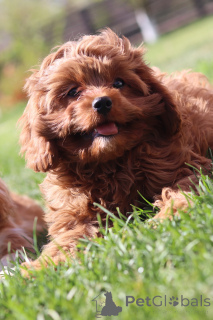 Фото №1. кавапу - купить в Минске за 129874₽. Объявление №153922