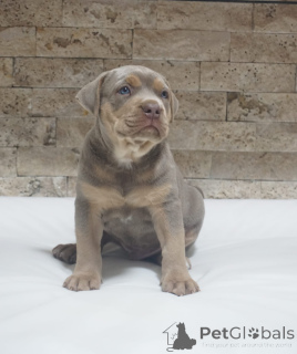 Фото №2 к объявлению №155448 о продаже американского питбультерьера - купить в Сербии 