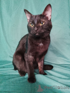 Фото №2 к объявлению №161656 о продаже  - купить в России 