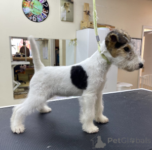 Фото №2 к объявлению №152370 о продаже беспородную - купить в США заводчик