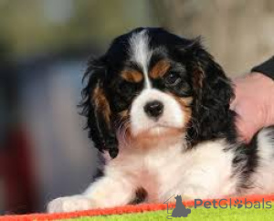 Фото №3. Myytävät cavalierkingcharlesinspanielin pentuja.  Финляндия