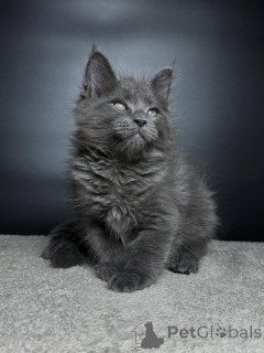 Фото №3. Познакомьтесь с Лео, нашим величественным маленьким львом с сердцем, полным. Германия