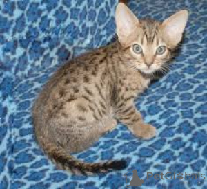 Фото №3. Chatons Ocicat доступен на заказ.. Бельгия