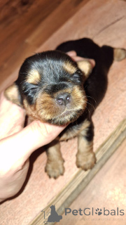 Фото №3. Миниатюрные Йорки..  Эстония