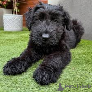 Фото №3. Продаются щенки шнауцера.  Нидерланды