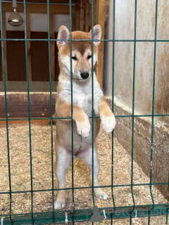 Фото №2 к объявлению №160577 о продаже сиба-ину - купить в Сербии 