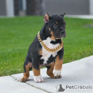 Фото №3. Продажа щенков американского питбультерьера.  США