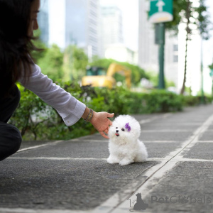 Фото №2 к объявлению №138646 о продаже бишон фризе - купить в Великобритании 