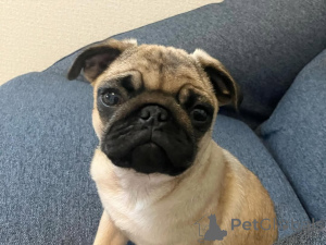 Фото №4. Продажа  в Берлине  - цена 60299₽