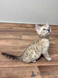 Фото №1. бенгальская - купить в Karlskrona за 69575₽. Объявление №153277