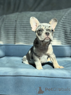 Фото №2 к объявлению №155481 о продаже французского бульдога - купить в Германии заводчик