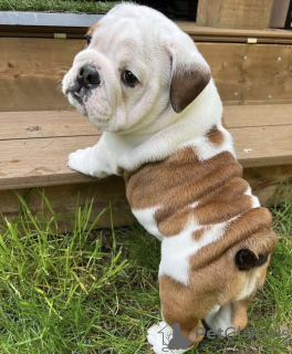 Фото №3. Süße englische Bulldoggenwelpen.  Германия