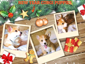 Дополнительные фото: Новогодние, улыбчивые и жизнерадостные щенки Корги Пемброка
