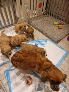 Фото №1. кавалер-кинг-чарльз-спаниель - купить в Лонг -пляж за 26960₽. Объявление №162113