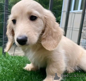 Фото №2 к объявлению №132072 о продаже таксу - купить в Бельгии заводчик