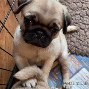 Фото №3.  Adorable Pug Puppy Available for Adoption! .  Чехия