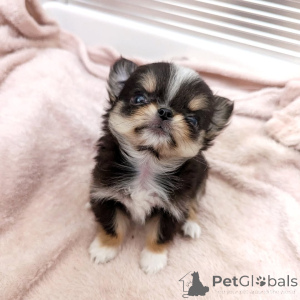 Фото №1. чихуахуа - купить в Хельсинки за 46384₽. Объявление №163646