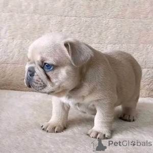 Фото №2 к объявлению №165311 о продаже французского бульдога - купить в Франции заводчик