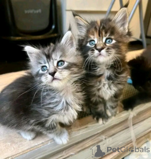 Фото №3. Мэн Кун Канххен Зур Усыновление Верфюгбар. Германия