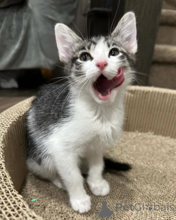 Фото №3. Домашняя кошка. Германия