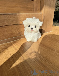 Фото №1. мальтийская болонка - купить в Брюсселе за договорная. Объявление №162924