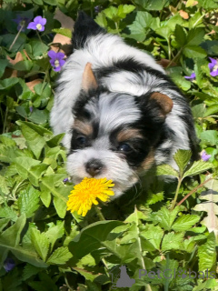 Фото №4. Продажа бивер-йоркширского терьера в Флорида Сити заводчик - цена 98565₽