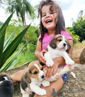 Фото №2 к объявлению №130793 о продаже бигля - купить в Германии частное объявление