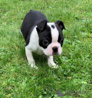 Фото №3. Adorable Boston Terrier Puppies for free adoption.  Германия