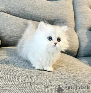 Фото №1.  - купить в Марселе за Бесплатно. Объявление №162275