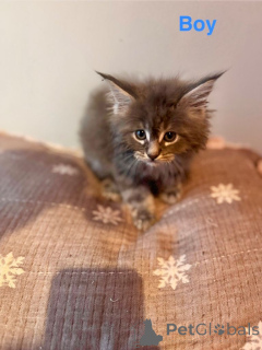 Фото №4. Продам мейн-куна в Чикаго частное объявление - цена 62908₽