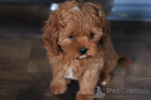 Фото №2 к объявлению №153922 о продаже кавапу - купить в Беларуси частное объявление, из питомника, заводчик