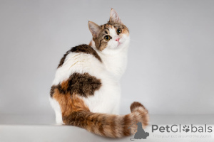 Фото №1.  - купить в Химки за Бесплатно. Объявление №166020