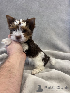 Фото №2 к объявлению №148569 о продаже беспородную - купить в Германии заводчик