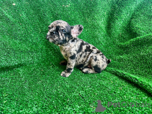 Фото №1. французский бульдог - купить в Barendrecht за 139151₽. Объявление №149480