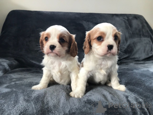 Фото №3. Adorable Cavalier King Charles Puppies for free adoption.  Германия