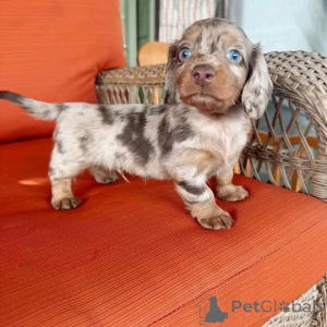 Фото №2 к объявлению №161309 о продаже  - купить в США 