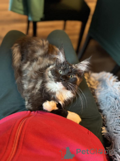 Фото №4. Продам мейн-куна в Bacares частное объявление - цена 33512₽